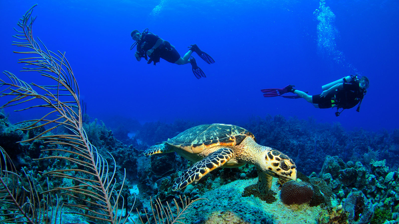 BOAT International Announces New Category for Ocean Awards 2021