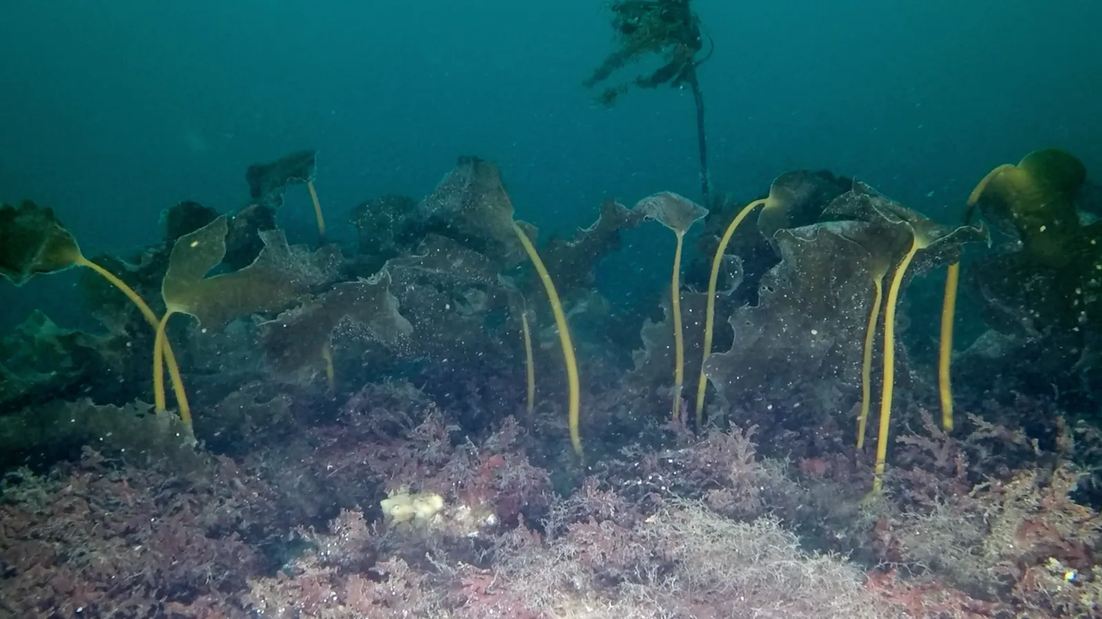 plants scintilla maris