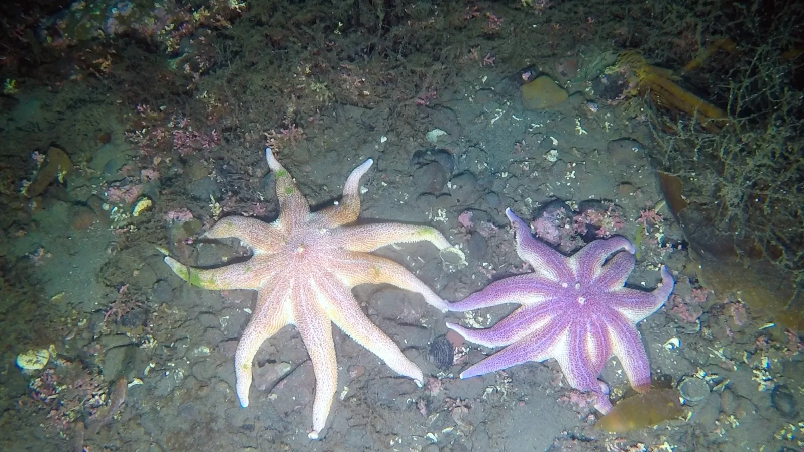starfish scintilla maris