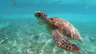 About the BOAT International and Blue Marine Foundation Ocean Awards